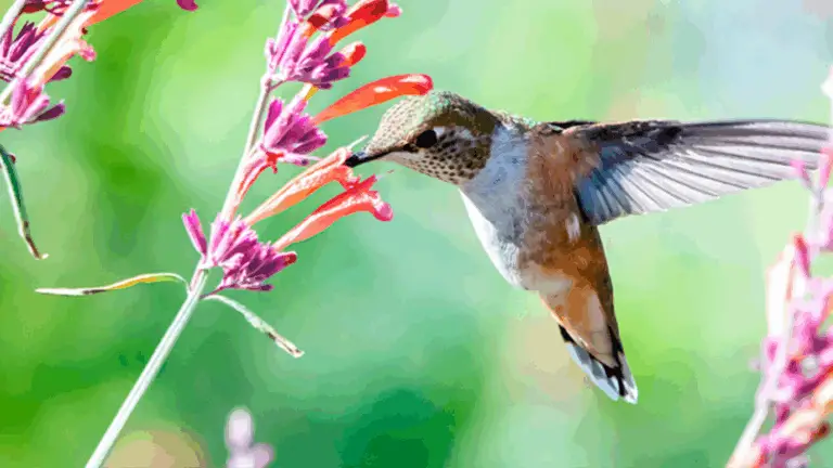 COLIBRIS EN TU JARDÍN: PEQUEÑOS VISITANTES DE PLUMAS LUMINOSAS Y VUELO MÁGICO