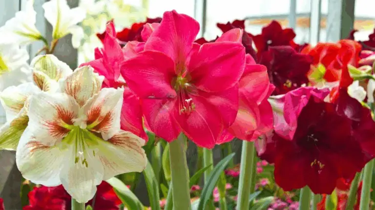 BELLA FLORES AMARILYS: UN REGALO DE NATURALEZA QUE ENCANTA A TODOS