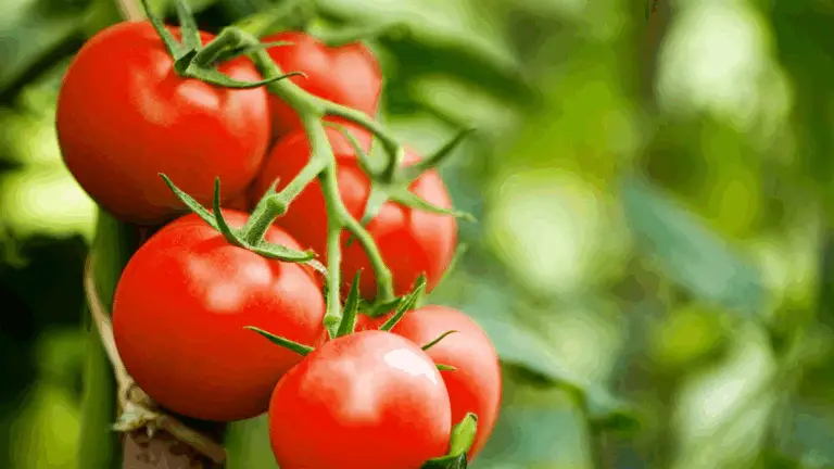 CULTIVA TOMATES CON Aloe Vera PARA CONSEGUIR FRUTOS MÁS GRANDES, JUGOSOS Y ABUNDANTES