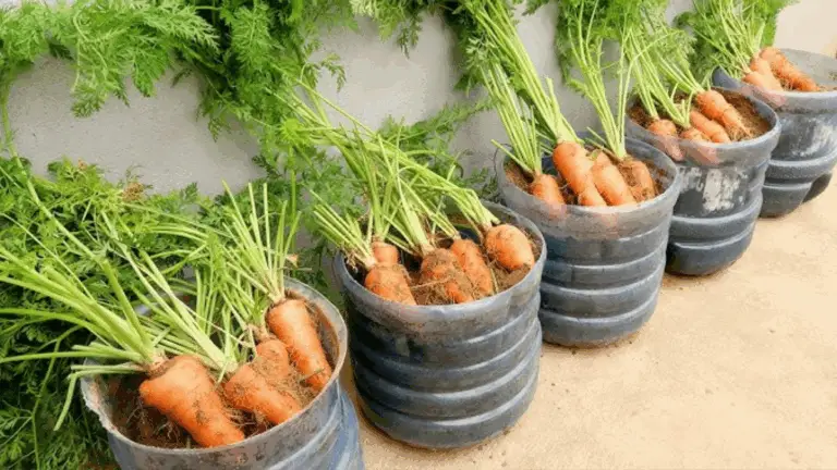 EL SECRETO QUE LOS AGRICULTORES UTILIZAN PARA CULTIVAR ZANAHORIAS EN CASA – COGER CARGAS GRANDES Y ABUNDANTES