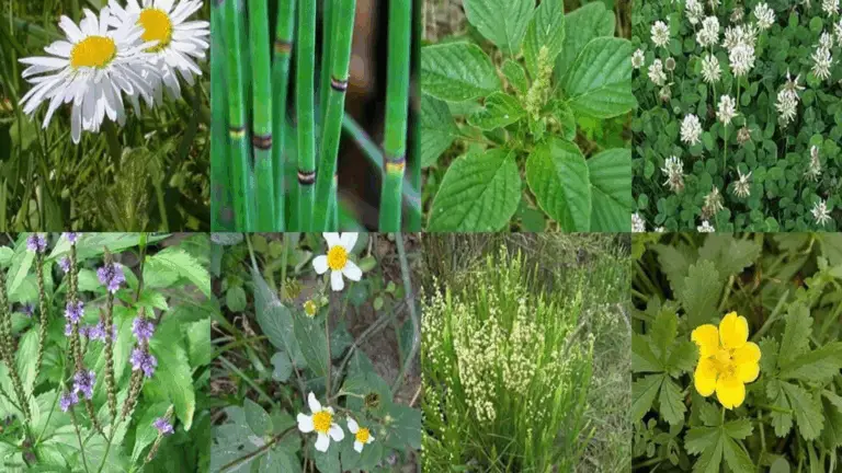 PLANTAS BIOINDICADORAS DE CONDICIONES DE SUELO: GUÍA COMPLETA PARA CONOCER LA SALUD DE TU TIERRA