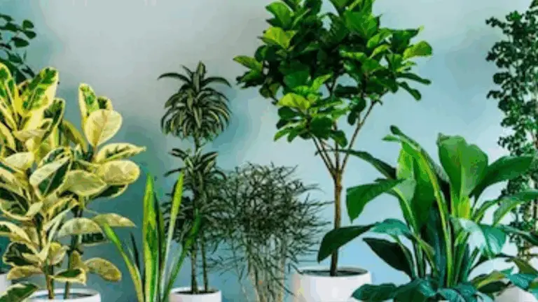 10 PLANTAS DE CASA QUE CRECEN CON POCA LUZ SOLAR