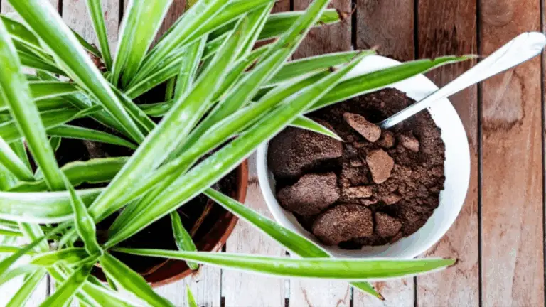 CÓMO USAR POSOS DE CAFÉ PARA FOMENTAR EL CRECIMIENTO DE TUS PLANTAS FAVORITAS