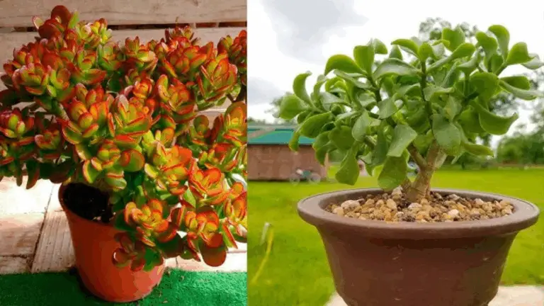 Guía sencilla y práctica para el cuidado del árbol de jade (Crassula)