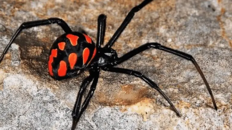 GUÍA DE SEGURIDAD SOBRE ARAÑAS: ¡CONOCE LO QUE ES PELIGROSO!