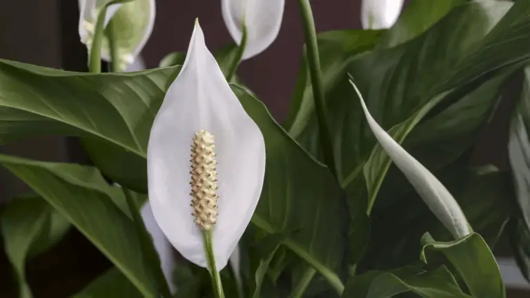 Cuidados esenciales para que tu Lirio de la Paz florezca y luzca saludable 🌿✨