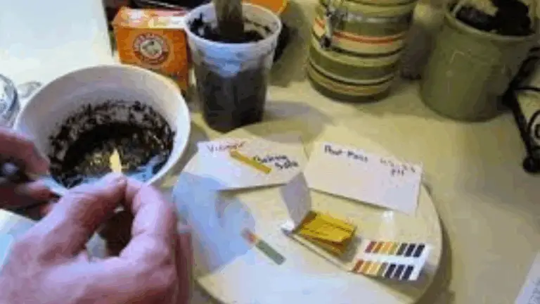 Cómo medir el pH del suelo en casa de forma práctica y sencilla 🌱👩‍🌾