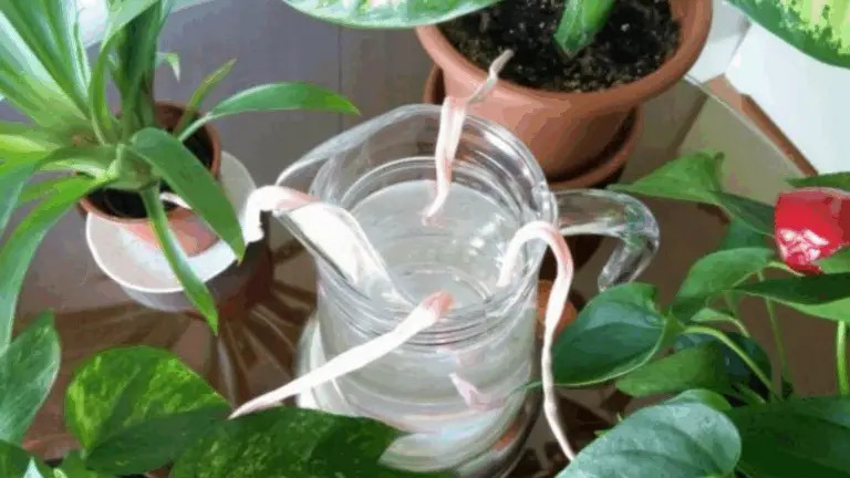 CÓMO MANTENER TUS PLANTAS HIDRATADAS DURANTE LAS VACACIONES