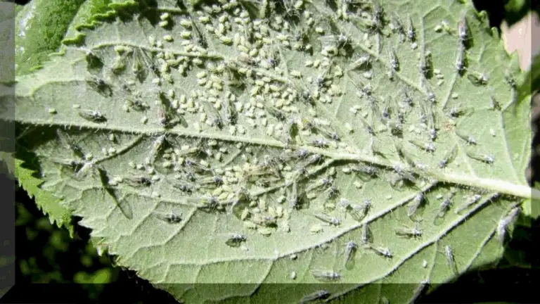 LOS PULGONES: ESOS PEQUEÑOS VAMPIROS QUE SUCCIONAN LA VIDA DE TUS PLANTAS