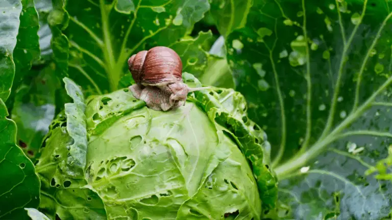 LES ESCARGOTS ENVASAN TU JARDÍN? ESTRATEGIAS NATURALES PARA AHUYENTARLOS