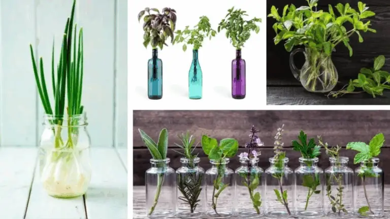 PLANTAS QUE CRECEN Y FLORECEN EN EL AGUA: DECORA TU HOGAR CON ESTILO Y FRESCURA
