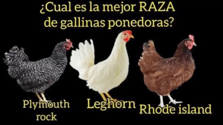 ¿CUÁL ES LA MEJOR RAZA DE GALLINAS PONEDORAS? RHODE ISLAND RED, PLYMOUTH ROCK BARRADA O LEGHORN