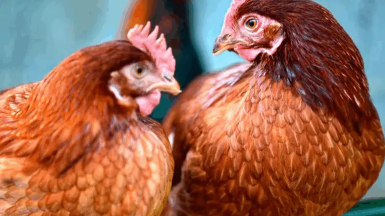 CÓMO CONSEGUIR GALLINAS PONEDORAS ISA BROWN DESDE CASA: DESCUBRE UNO DE LOS SECRETOS MEJOR GUARDADO