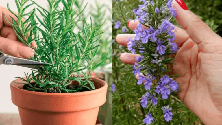 CÓMO HACER QUE LAS FLORES DE ROMERO PERFUMEN TODA LA CASA