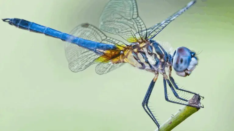 ¿Cansado de los mosquitos? Atrae a las libélulas, la patrulla natural contra los insectos molestos, con estas plantas