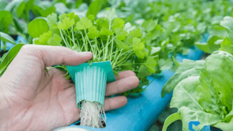 CÓMO CULTIVAR PLANTAS EN HIDROCULTIVO: GUÍA COMPLETA PARA TRANSFORMAR TU JARDÍN SIN ERRORES