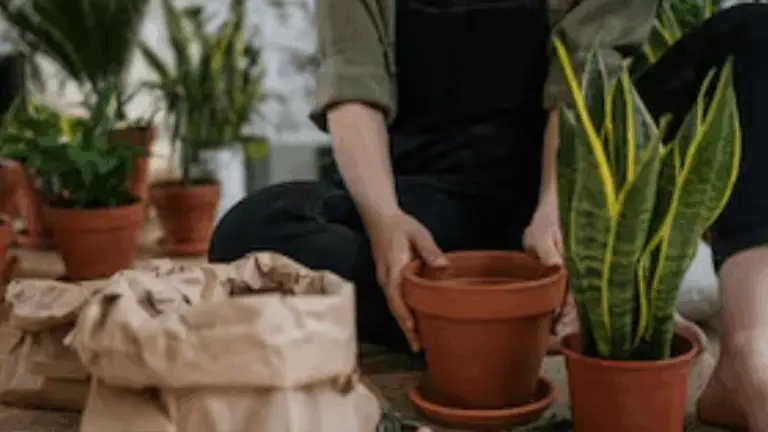 CÓMO HACER FLORECER TU LENGUA DE SOGRA: TRUCO POCO CONOCIDO QUE FUNCIONA