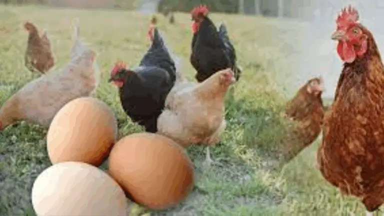 Si crías gallinas para huevos, ¡estas razas te sorprenderán!