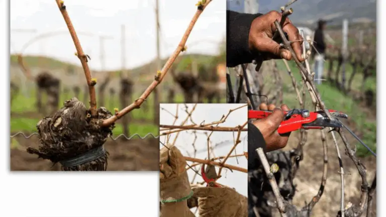 Consejos para una poda de viñas eficiente y productiva 🍇