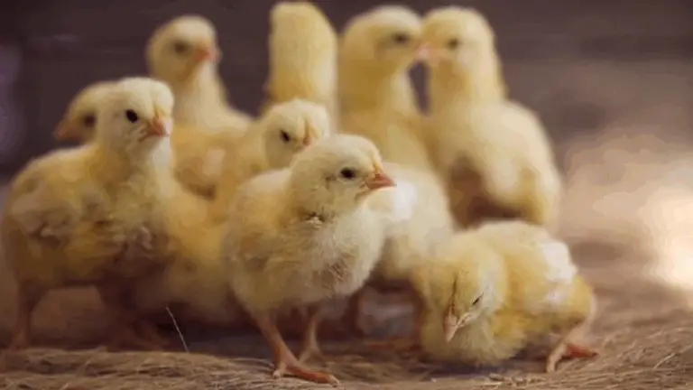 Cómo Criar Pollitos en Casa: Consejos Prácticos para un Cuidado Exitoso 🐥