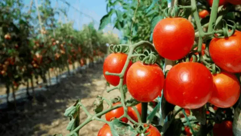Las 7 Etapas Claves del Ciclo del Tomate: Desde la Semilla Hasta el Fruto Maduro 🍅