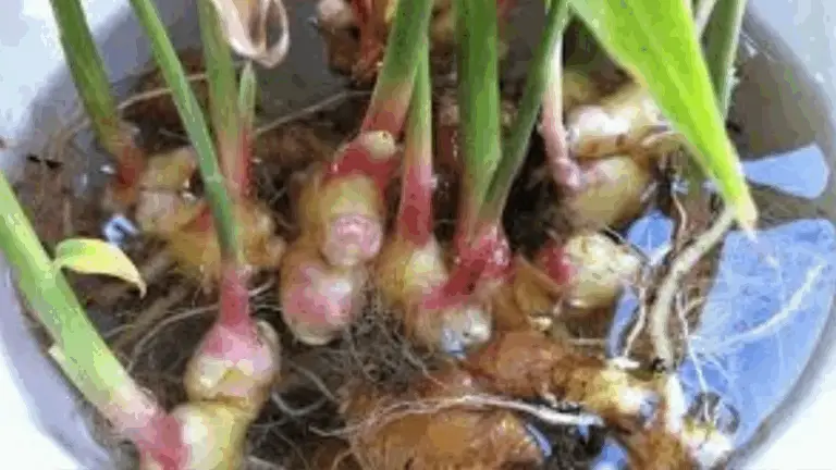 Guía completa para cultivar jengibre en maceta: ¡Obtén tu propio rizoma fresco en casa!