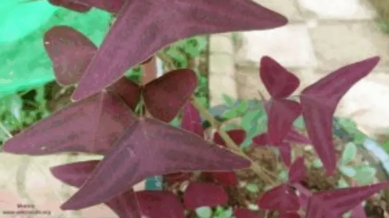 APRENDER A CULTIVAR LA PLANTA DE PAPILLONES: TODO LO QUE NECESITAS SABER