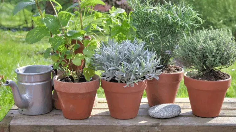 BELLEZAS AROMÁTICAS PARA TU HOGAR: TRANSFORMA TU INTERIOR CON PLANTAS PERFUMADAS