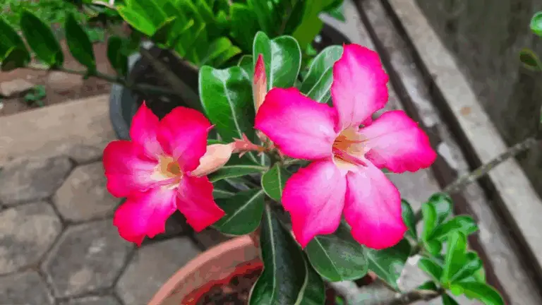 GUÍA COMPLETA PARA CULTIVAR LA ROSA DEL DESIERTO (ADENIUM OBESUM)