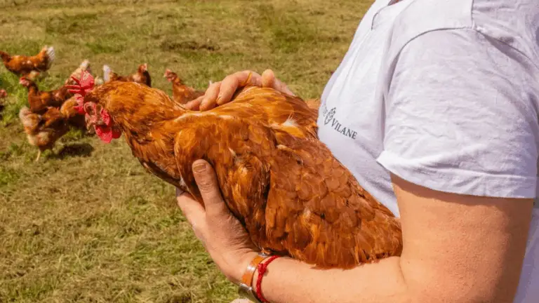 LAS GALLINAS SON MÁS QUE SOLO ANIMALES DE GRANJA: DESCUBRE SUS INCREÍBLES CARACTERÍSTICAS