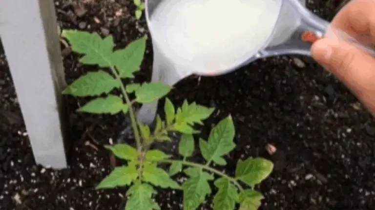 LA GUÍA DEFINITIVA PARA PLANTAR TOMATES: CONSEJOS DE EXPERTOS PARA UNA Cosecha ABUNDANTE