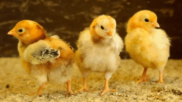 CÓMO DIFERENCIAR LOS SEXOS DE LOS POLLITOS POR LA FORMA DE SUS PLUMAS