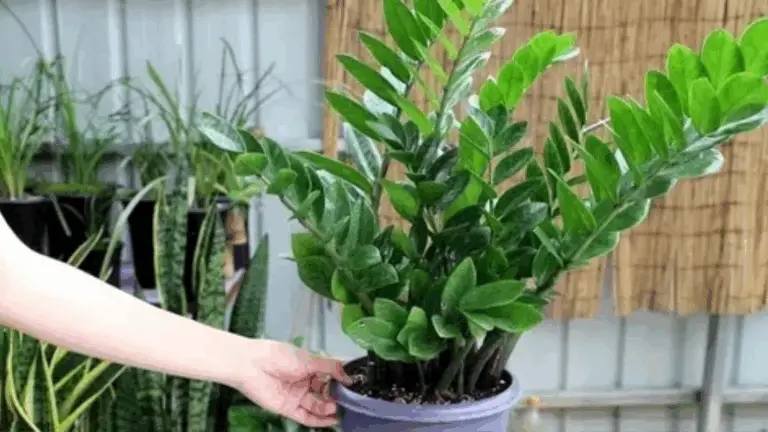 CÓMO HACER QUE TUS ZAMIOCULCAS CREZCAN Y SE VEAN MÁS VERDES QUE NUNCA