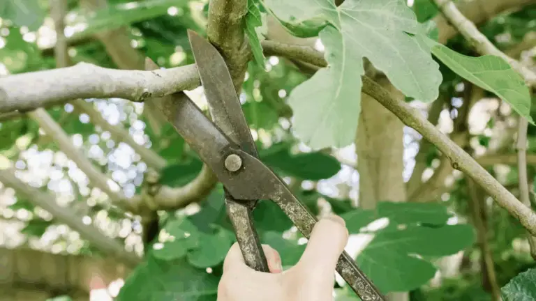 PODA DE FIGUEIRA: CÓMO GARANTIZAR UNA BUENA PRODUCCIÓN