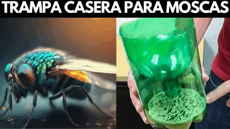 CÓMO FABRICAR UN HAZARDINE EFECTIVO PARA ELIMINAR MOSCAS DE MANERA NATURAL
