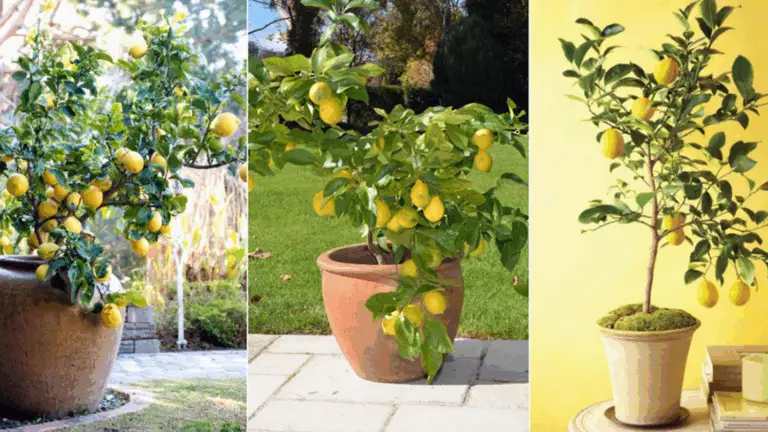 CÓMO CUIDAR Y CULTIVAR PLANTAS DE LIMÓN