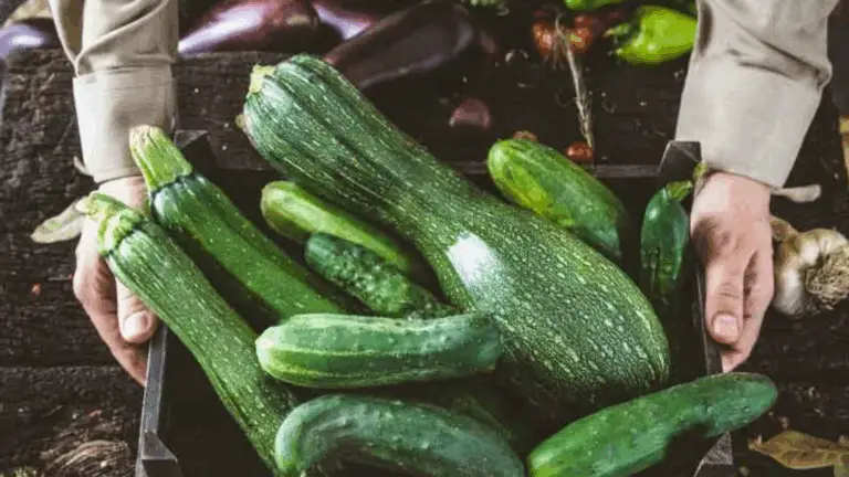 El secreto de una cosecha abundante de calabacines: 4 trucos revolucionarios que no puedes perderte