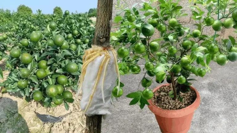 10 consejos sencillos para cultivar un limonero en maceta y disfrutar de frescos limones en casa 🍋