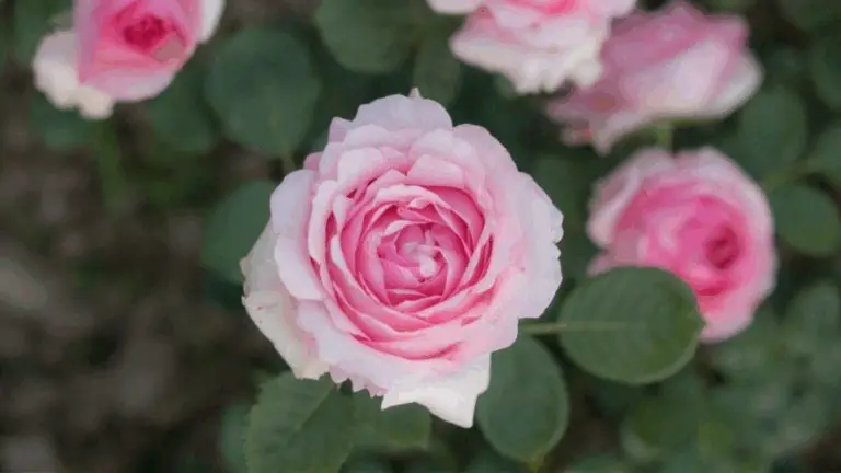 Cómo cultivar rosas perfectas en macetas: el truco secreto