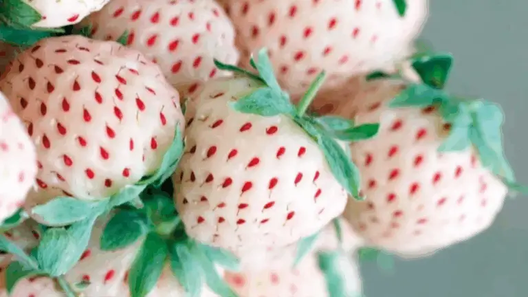 Las fresas que sorprenden a la vista y al paladar: ¿las has visto alguna vez?