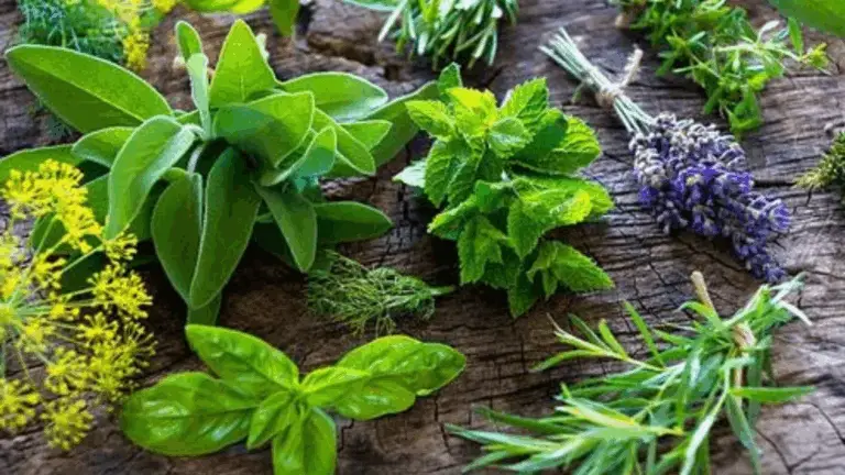 HERBAS MEDICINALES: LAS ALIADAS NATURALES PARA TU SALUD