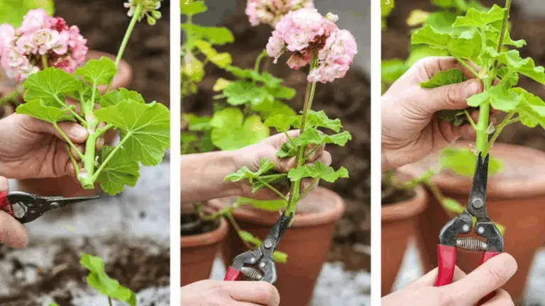 CÓMO CONSEGUIR UNA INFINIDAD DE GERANIOS A PARTIR DE UNA SÓLA TIRA SIN GASTAR NADA
