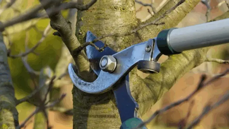 CÓMO Y CUÁNDO PODAR ÁRBOLES FRUITEROS: GUÍA SIMPLE POUR DESJAR ÁRBOLES SAINS, FORTS ET PRODUCTIVOS