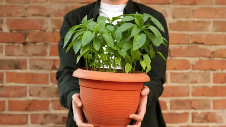 CÓMO FORTALECER TU SISTEMA INMUNOLÓGICO DE FORMA NATURAL CON ESTAS PLANTAS EN MACETA