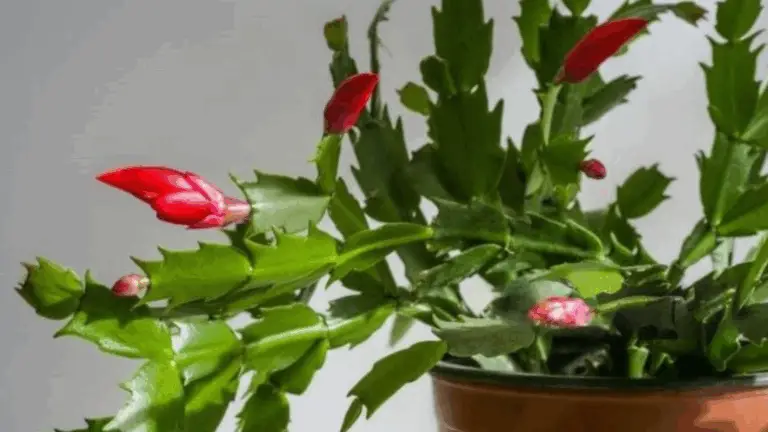 CÓMO CULTIVAR, PROPAGAR Y HACER FLOREC UN CACTUS DE NAVIDAD TODO EL AÑO