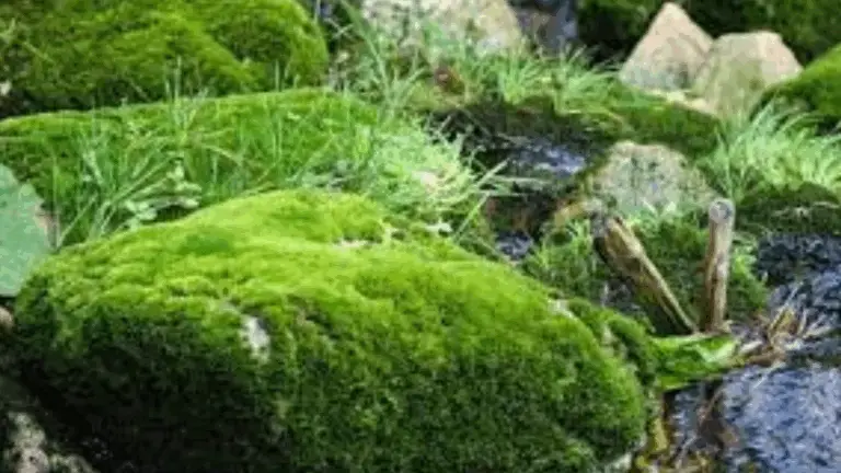 EL PODER OCULTO DE LA MOUSSE: GUARDIAN SILENCIOSO DE LA NATURALEZA