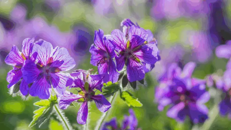 PLANTÉZ UNA VEZ, FLOREZCA UNA Y OTRA VEZ: LAS PLANTAS PERENNES QUE NOS ENAMORAN