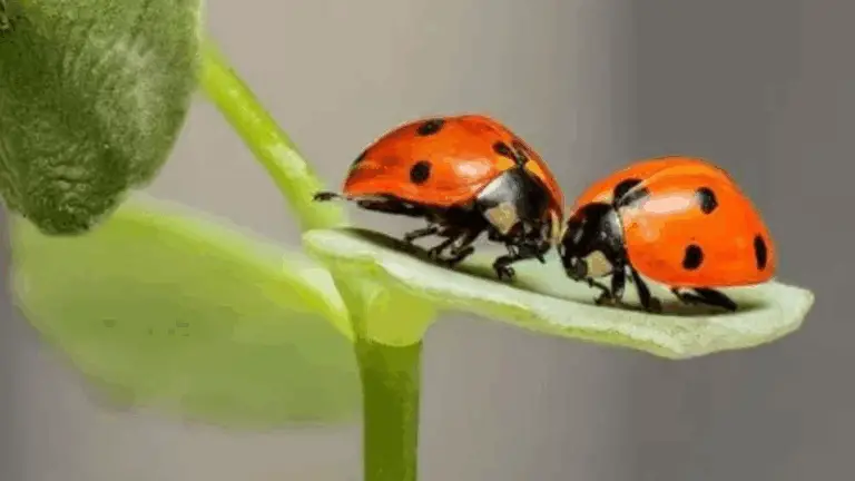 Insectos beneficiosos para tu jardín y tus cultivos 🌱🦗
