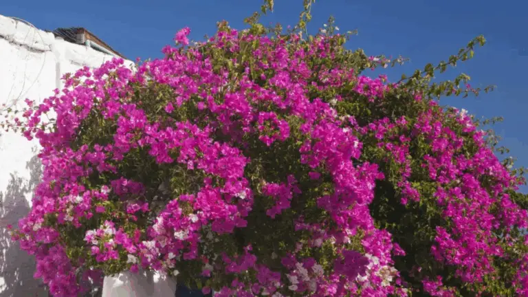 LA ERROER SILENCIOSA QUE IMPIDE QUE TU BUGAMBILIA SE FLOREZCA PLENAMENTE