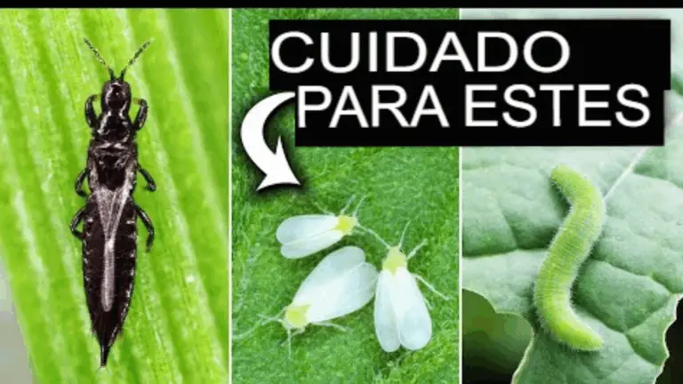 8 PLAGAS VEGETALES DE PRIMAVERA QUE NO PUEDES IGNORAR